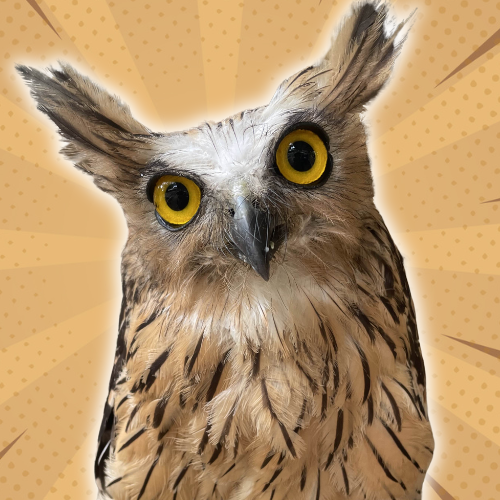 Dowly Owl Logo